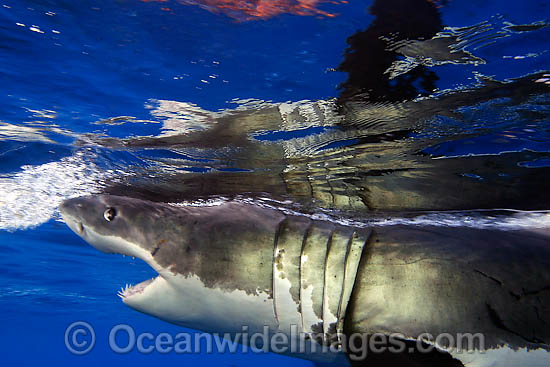 Great White Shark underwater photo Great White Shark underwater photo