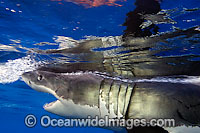 Great White Shark underwater Photo - David Fleetham