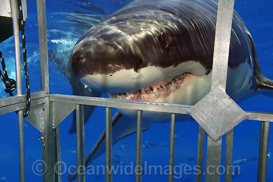 Great White Shark near cage photo Great White Shark near cage photo