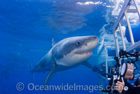 Great White Shark near cage photo Great White Shark near cage photo