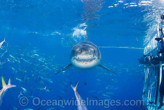 Great White Shark underwater photo Great White Shark underwater photo