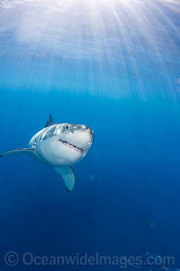 Great White Shark underwater photo Great White Shark underwater photo