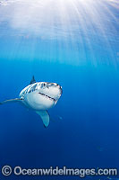 Great White Shark underwater Photo - David Fleetham