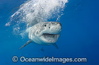 Great White Shark underwater Photo - David Fleetham