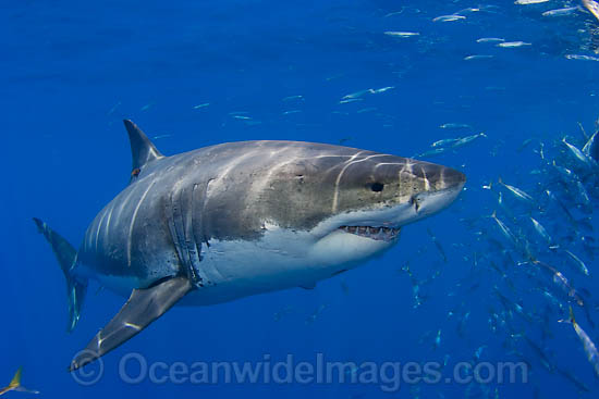 Great White Shark underwater photo Great White Shark underwater photo
