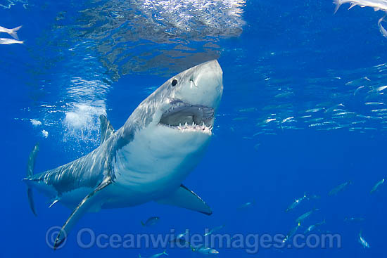 Great White Shark underwater photo Great White Shark underwater photo