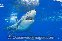 Great White Shark underwater Photo - David Fleetham