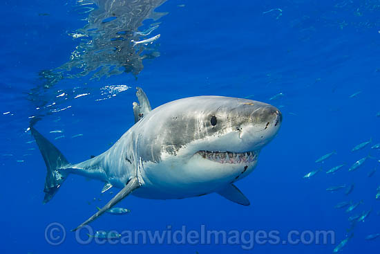 Great White Shark underwater photo Great White Shark underwater photo