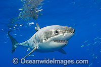 Great White Shark underwater Photo - David Fleetham