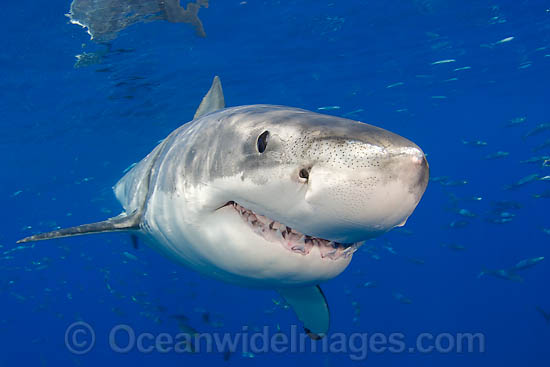 Great White Shark underwater photo Great White Shark underwater photo