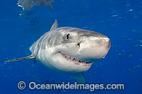 Great White Shark underwater Photo - David Fleetham