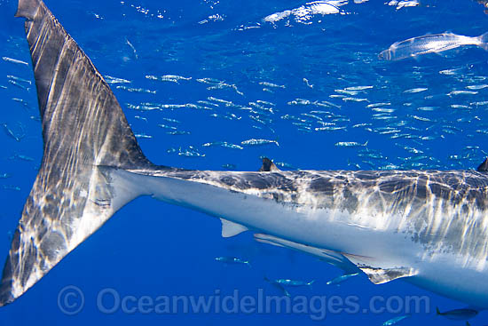 Great White Shark caudal keel & fin photo Great White Shark caudal keel & fin photo
