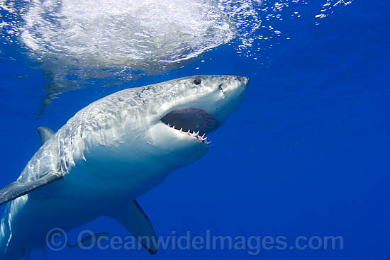 Great White Shark underwater photo Great White Shark underwater photo