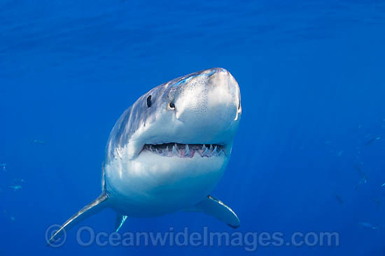 Great White Shark underwater photo Great White Shark underwater photo