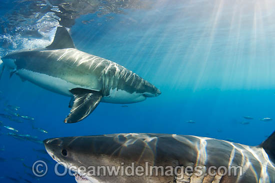 Great White Shark underwater photo Great White Shark underwater photo
