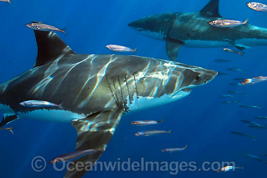 Great White Shark underwater photo Great White Shark underwater photo