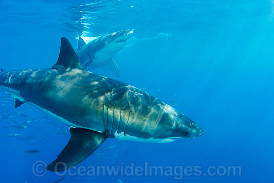 Great White Shark underwater photo Great White Shark underwater photo