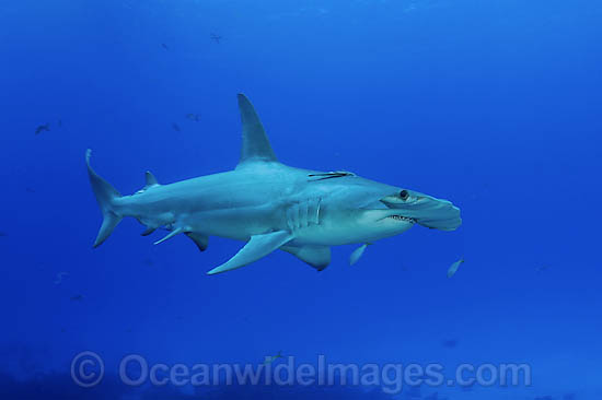 Great Hammerhead Shark photo