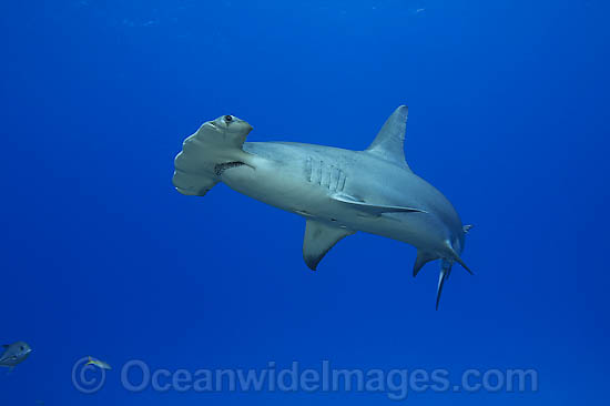 Great Hammerhead Shark photo