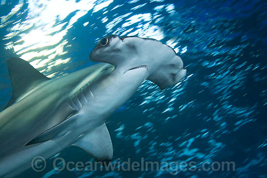 Scalloped Hammerhead Sharks photo