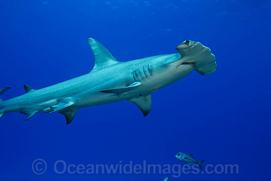 Great Hammerhead Shark photo Great Hammerhead Shark photo