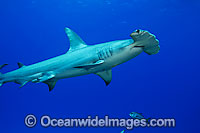 Great Hammerhead Shark Photo - David Fleetham