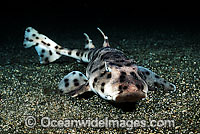 Galapagos Bullhead Shark Heterodontus quoyi Photo - David Fleetham