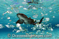 Nurse Shark with remora and Jacks Photo - David Fleetham