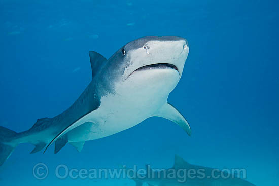 Tiger Shark photo Tiger Shark photo