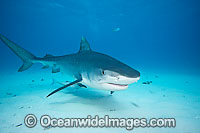 Tiger Shark Photo - David Fleetham