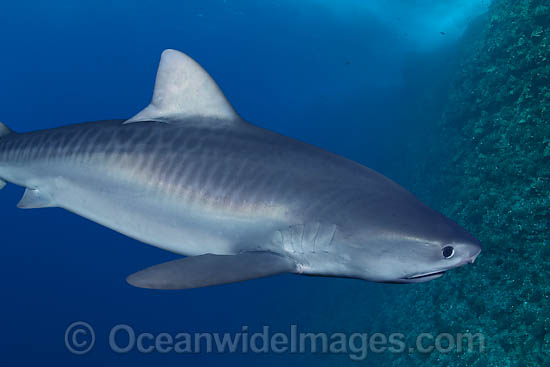 Tiger Shark photo Tiger Shark photo