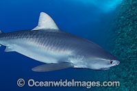 Tiger Shark Photo - David Fleetham