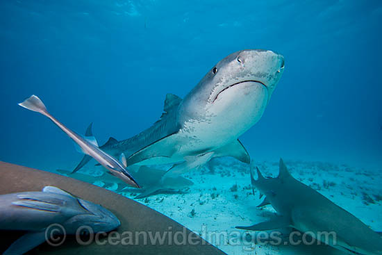 Tiger Shark underwater photo Tiger Shark underwater photo