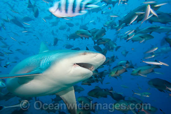 Bull Shark Carcharhinus leucas photo Bull Shark Carcharhinus leucas photo