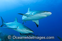 Caribbean Reef Shark Photo - David Fleetham