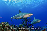 Caribbean Reef Shark Photo - David Fleetham