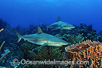 Caribbean Reef Shark Photo - David Fleetham