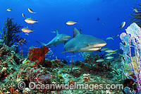 Caribbean Reef Shark Photo - David Fleetham