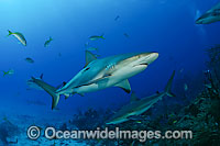 Caribbean Reef Shark Photo - David Fleetham