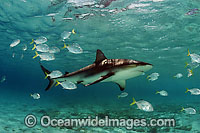 Caribbean Reef Shark Photo - David Fleetham