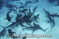 Caribbean Reef Shark Photo - David Fleetham