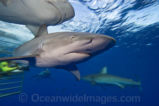 Galapagos Shark Carcharhinus galapagensis photo Galapagos Shark Carcharhinus galapagensis photo