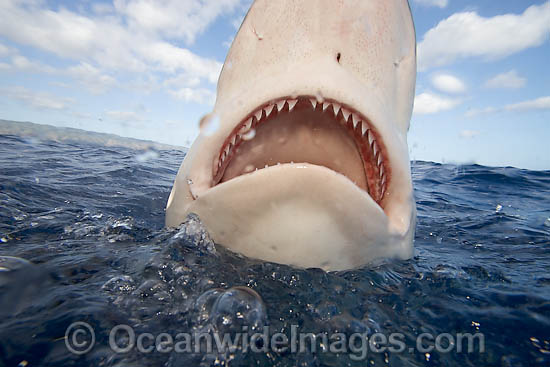 Galapagos Shark photo