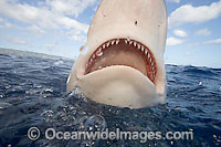 Galapagos Shark Photo - David Fleetham