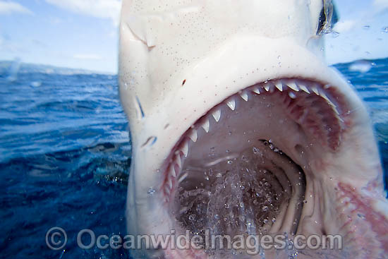 Galapagos Shark photo Galapagos Shark photo
