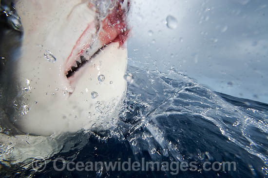 Galapagos Shark Carcharhinus galapagensis photo Galapagos Shark Carcharhinus galapagensis photo