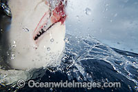 Galapagos Shark Carcharhinus galapagensis Photo - David Fleetham