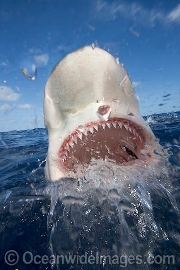 Galapagos Shark photo Galapagos Shark photo