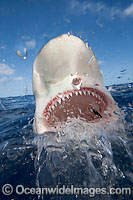 Galapagos Shark Photo - David Fleetham