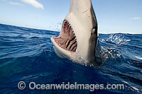 Galapagos Shark Carcharhinus galapagensis Photo - David Fleetham